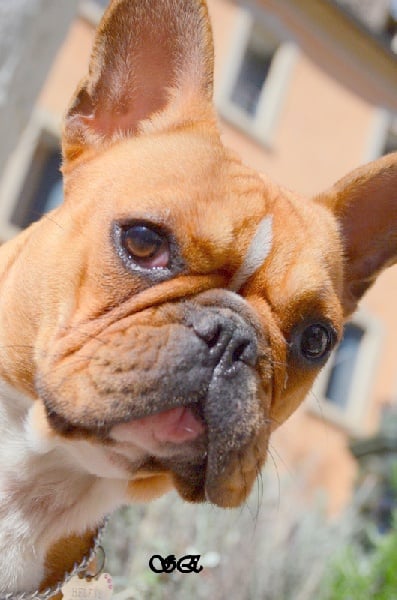 Publication : Du Domaine Des Zami De Lea