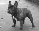 CH. Mattie v.d. Mestreechteneerkes