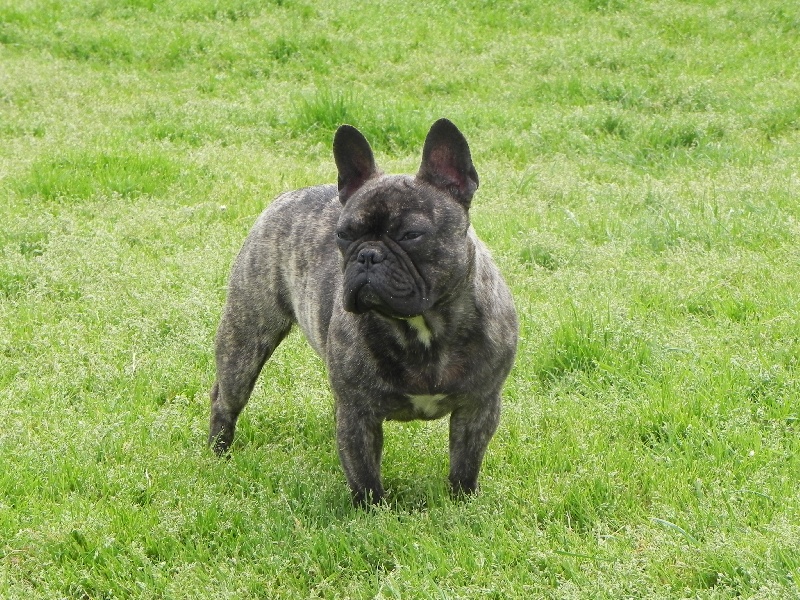 Publication : Of very Promising Auteur : olivier-vaillant