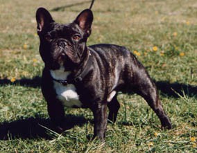 CH. fii-biin Legenda