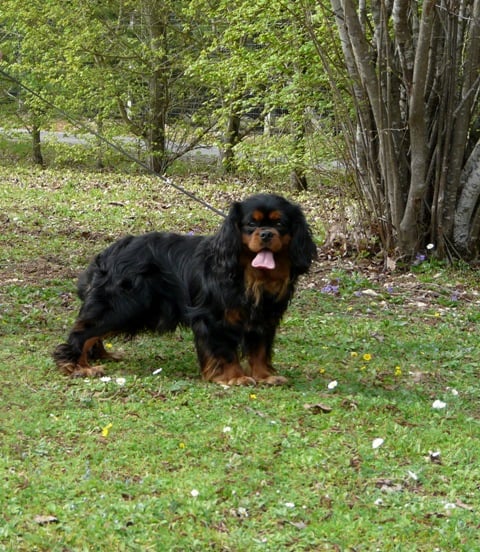 Garou Du Nid Des Palombes