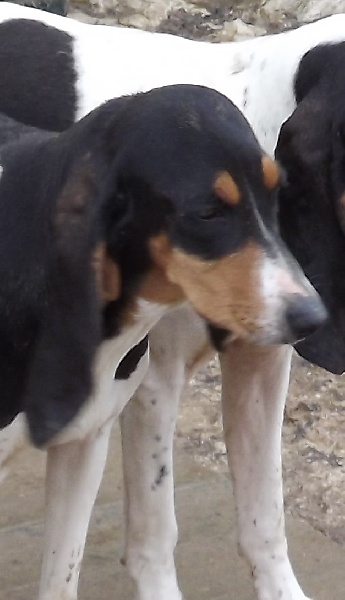 Publication : des Echos de Puymerle