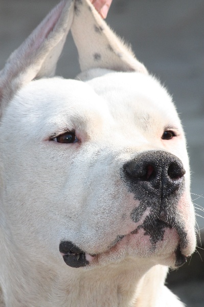 Publication : des Anges Gardiens du Tibre Auteur : des Anges Gardiens du Tibre