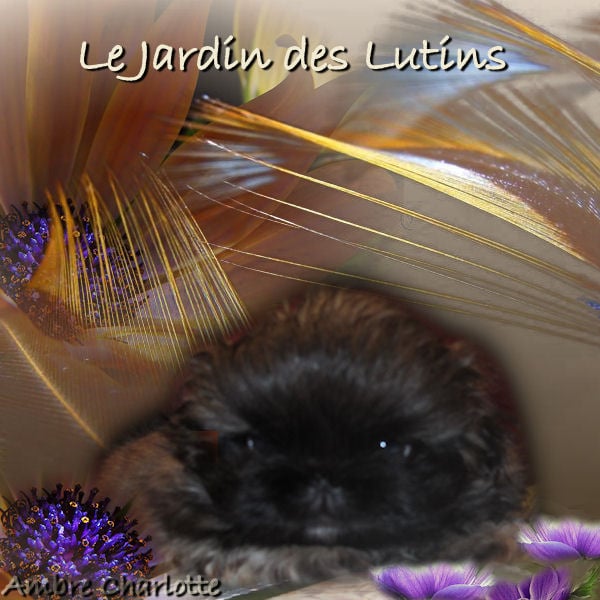 Publication : du Jardin des Lutins Auteur : KATIA MOREL