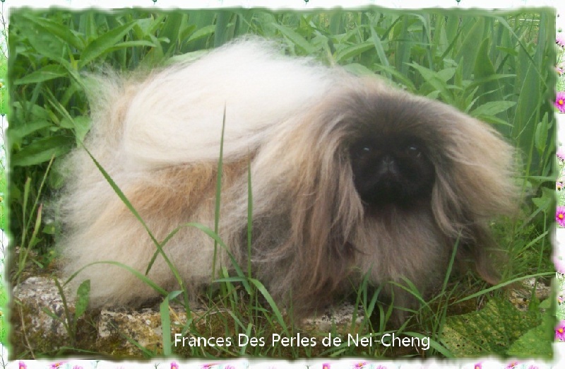 Publication : Des perles de nei-cheng 