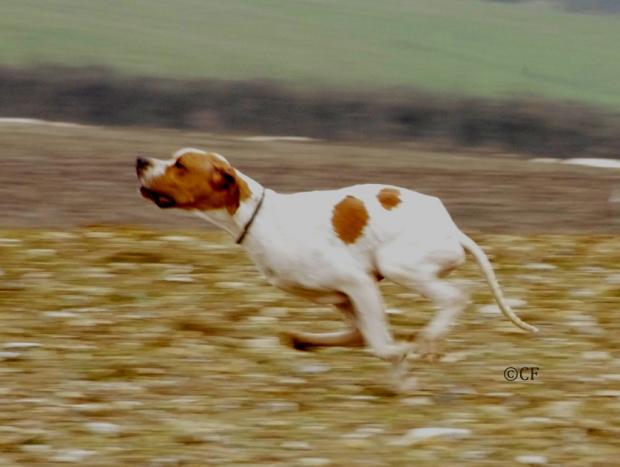 Publication : de la Thémeraie