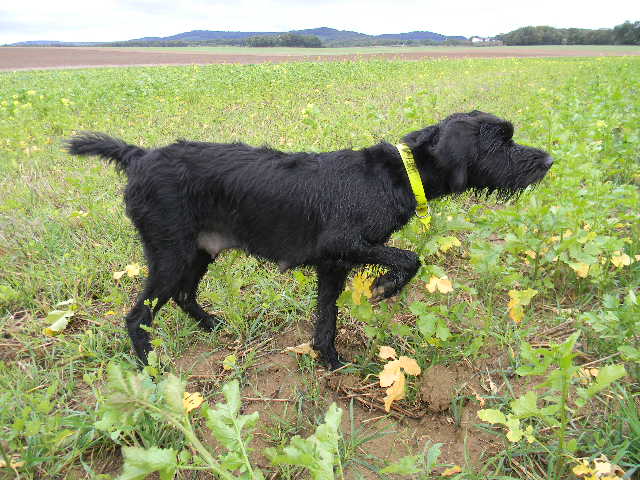 Publication : De Lessy De Saint Quentin 