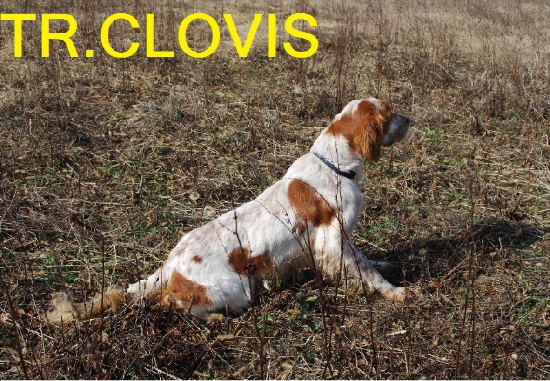 TR. Clovis of Glen Sheallag