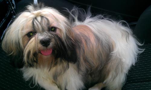 Hinai du Moulin de la Terrasse