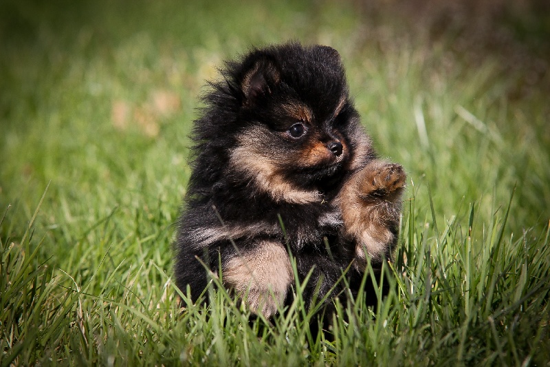 Irrésistible haribo des loups d'Aquitaine