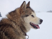 Étalon Alaskan Malamute - Ciska Dayack spirit of chaman