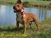 Étalon American Staffordshire Terrier - Red king of ring's