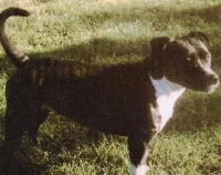 Étalon American Staffordshire Terrier - Urry up (Sans Affixe)