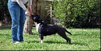 Étalon American Staffordshire Terrier - Am'gault arizona dream De karysha