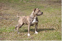 Étalon American Staffordshire Terrier - Hooly queen de Paco Original's Staff