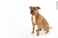 Étalon American Staffordshire Terrier - Freedom des Gardiens de la Rose bleue