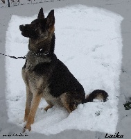 Étalon Berger Allemand - Laika De La Cite Haika