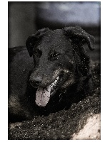 Étalon Berger de Beauce - Judah Magnus Canis Niger