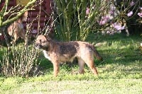 Étalon Border Terrier - CH. Fifi brin d'acier des sources (Sans Affixe)