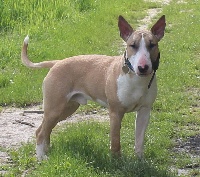 Étalon Bull Terrier - Giga Des terres d ilex