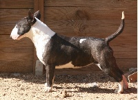 Étalon Bull Terrier Miniature - Heavy Buzz Y Bull