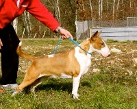 Étalon Bull Terrier - Gexxy du moulin d'allamont