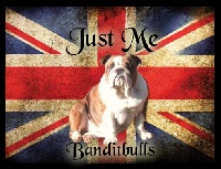 Étalon Bulldog Anglais - CH. the banditbulls Just me