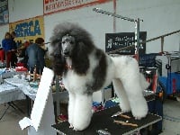 Étalon Caniche - CH. Marble magnificient present