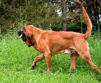 Étalon Chien de Saint-Hubert - Halban de la meute d'antan