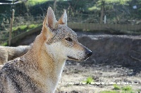 Étalon Chien-loup tchecoslovaque - Elyska des loups d'Akairo