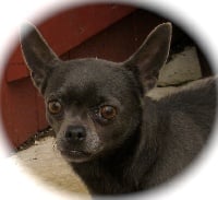 Étalon Chihuahua - Etopia love die lya (Sans Affixe)