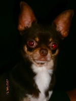 Étalon Chihuahua - volshebny angel Zivenchy