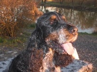 Étalon Cocker Spaniel Anglais - Ecco des fields d'est