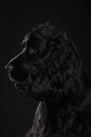 Étalon Cocker Spaniel Anglais - Julika Vom odenwald