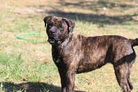 Étalon Dogue de Majorque - Guip's de Can Bourbon