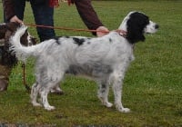 Étalon English Springer Spaniel - Juliet of Glharama