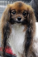 Étalon Epagneul nain Continental (Phalène) - CH. Elfie des elfes de la masure