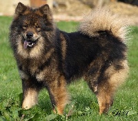 Étalon Eurasier - Faerûn tomimopa