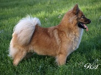 Étalon Eurasier - leiionspitz Perfect paprika