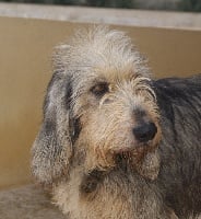 Étalon Griffon nivernais - Gandi du roc d'Eden