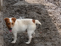 Étalon Jack Russell Terrier - Even des tailles du faysset