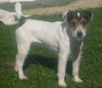 Étalon Jack Russell Terrier - Foxwarren Yum yum