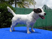 Étalon Jack Russell Terrier - First edition of Puppydogs Tails