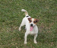 Étalon Jack Russell Terrier - Fara of Puppydogs Tails