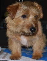 Étalon Norfolk Terrier - Flashing beacon at ragnolds