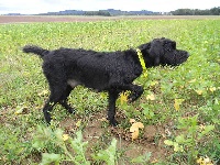 Étalon Pudelpointer - Dolly De Lessy De Saint Quentin