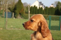 Étalon Setter irlandais rouge - Iane de la Jeannaie du Bois