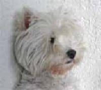 Étalon West Highland White Terrier - Dream story Everlasting love
