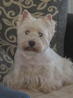 Étalon West Highland White Terrier - Too much Del Mulino Di Ternara