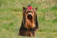Étalon Yorkshire Terrier - Eliott Des Robine Masters